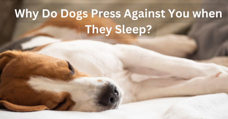 Why Do Dogs Press Against You when They Sleep?