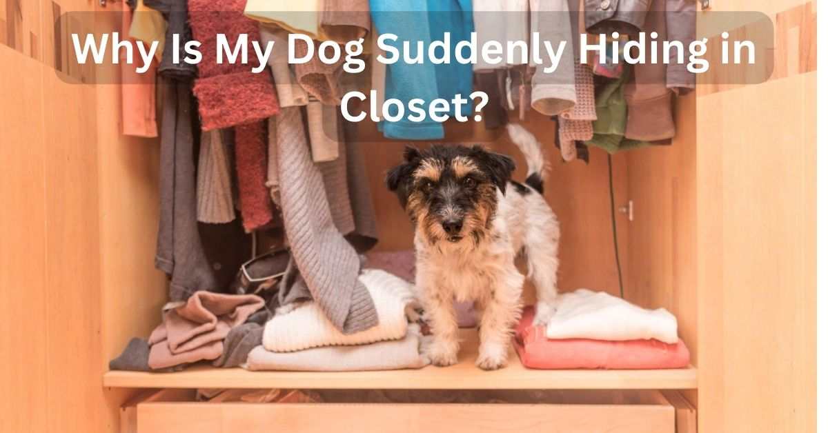 Why Is My Dog Suddenly Hiding in Closet?