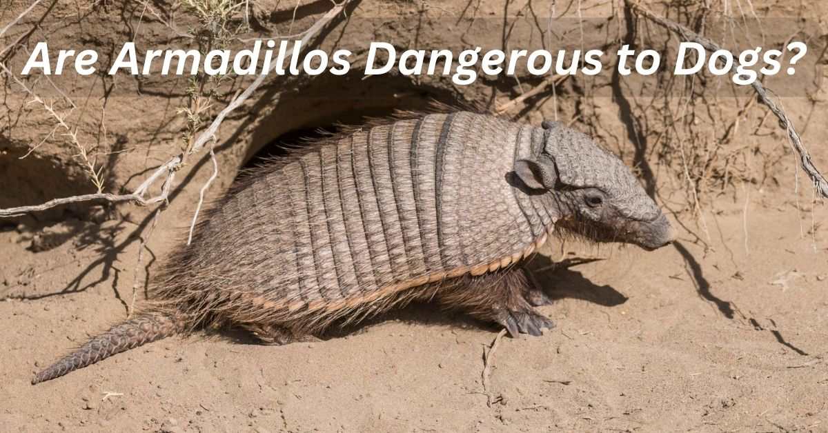 Are Armadillos Dangerous to Dogs