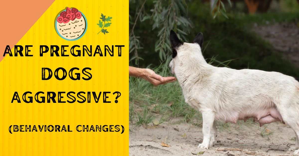 Are Pregnant Dogs Aggressive