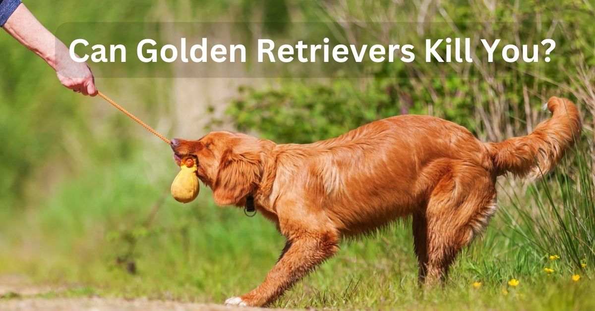 Can Golden Retrievers Kill You