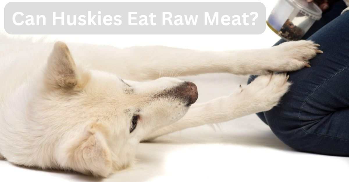 Can Huskies Eat Raw Meat?