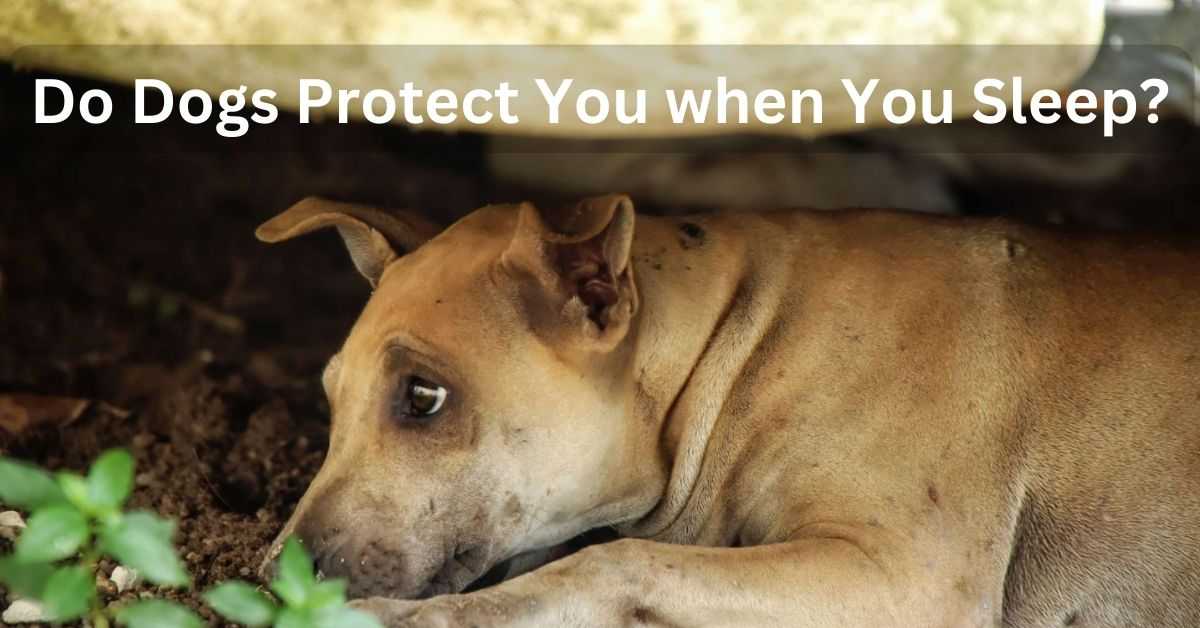 Do Dogs Protect You when You Sleep