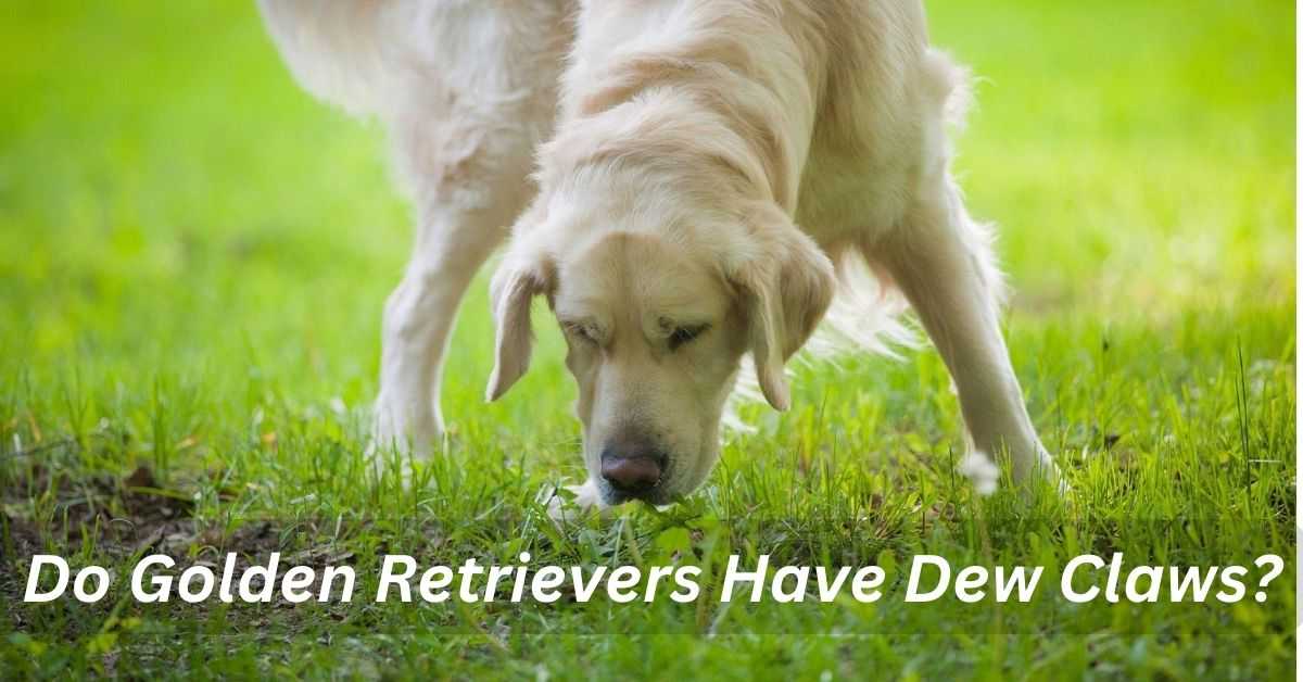 Do Golden Retrievers Have Dew Claws