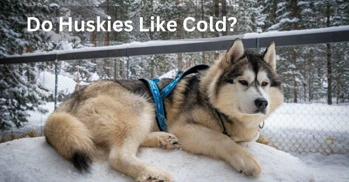 Do Huskies Like Cold?