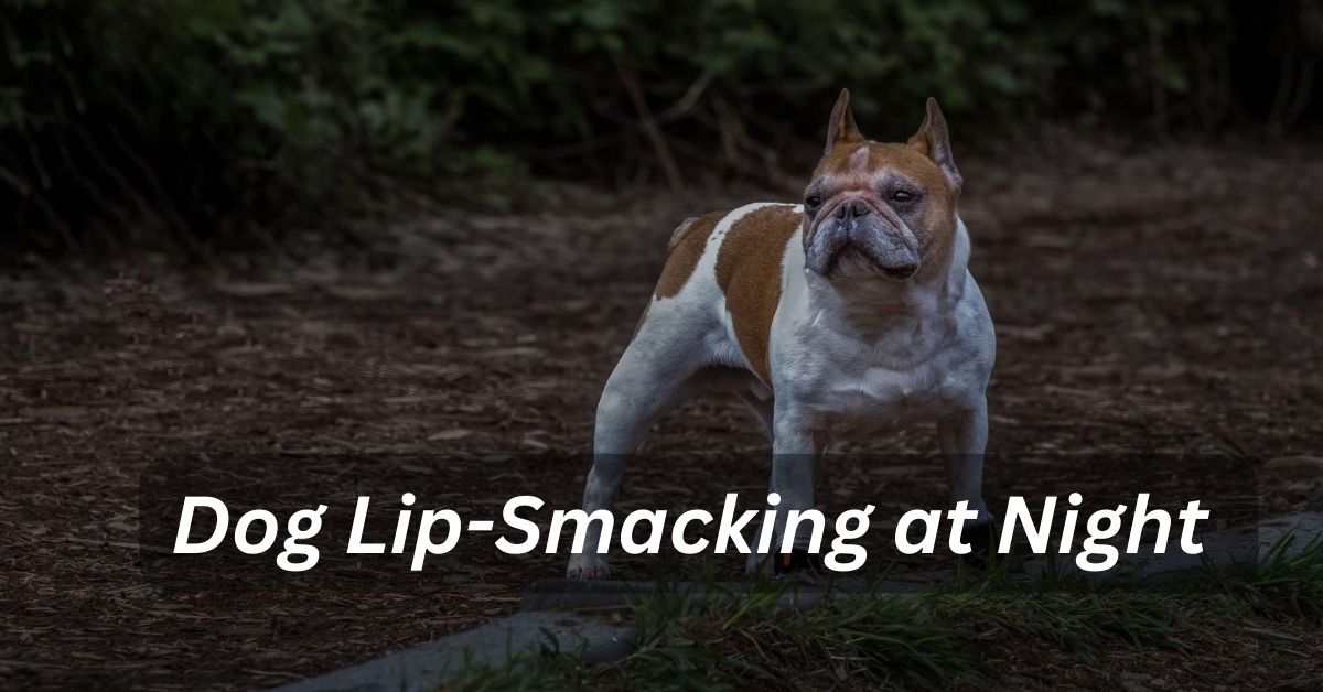 Dog Lip-Smacking at Night