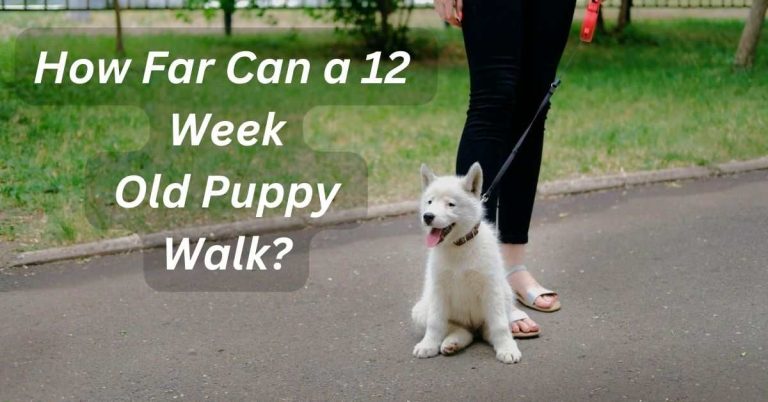How Far Can a 12 Week Old Puppy Walk