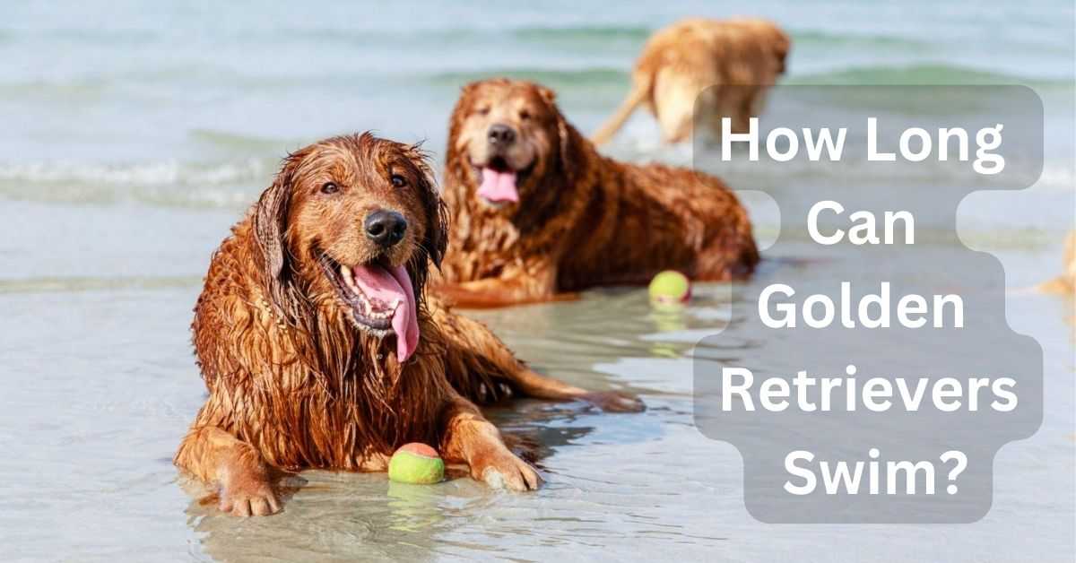 How Long Can Golden Retrievers Swim