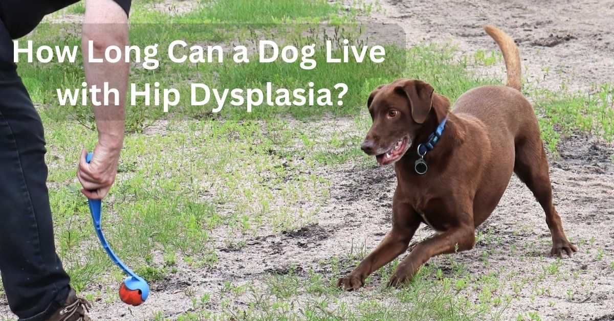 How Long Can a Dog Live with Hip Dysplasia?