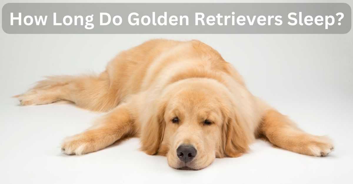How Long Do Golden Retrievers Sleep