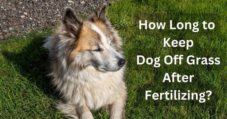 How Long to Keep Dog Off Grass After Fertilizing