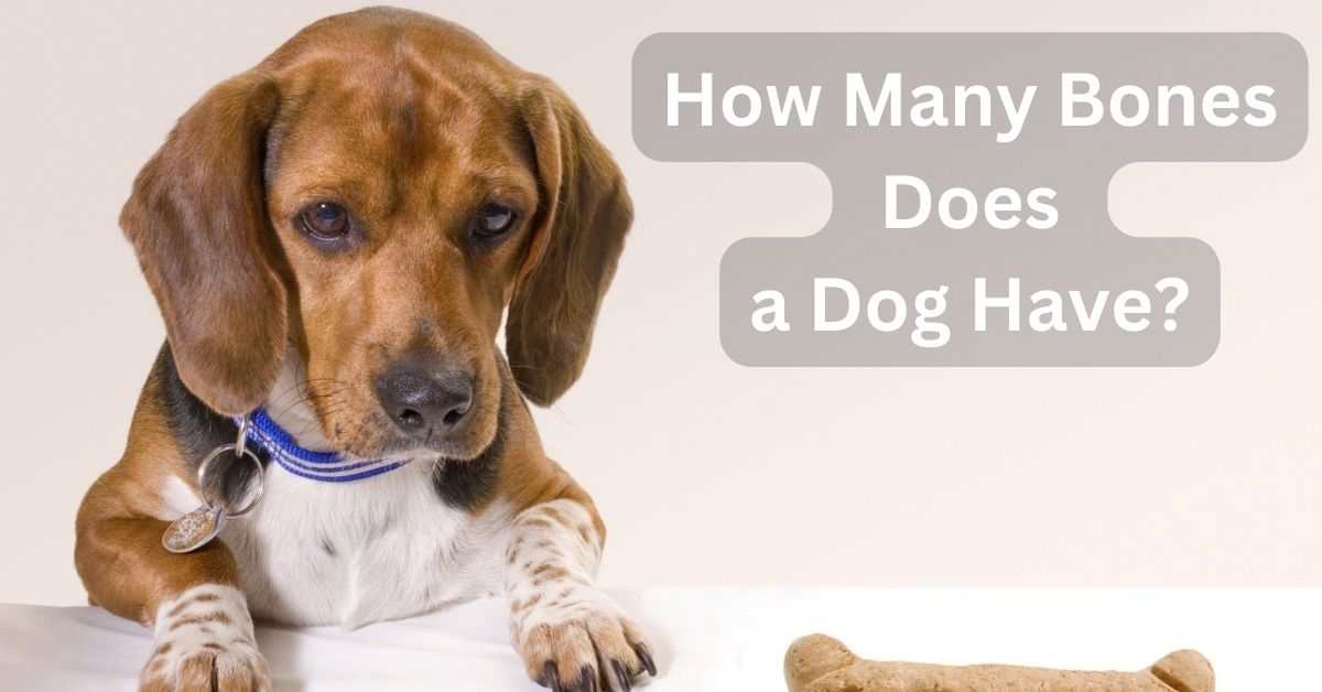 How Many Bones Does a Dog Have?