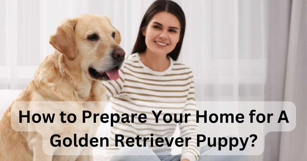How to Prepare Your Home for A Golden Retriever Puppy?