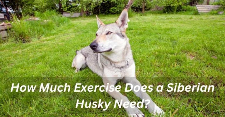 How Much Exercise Does a Siberian Husky Need