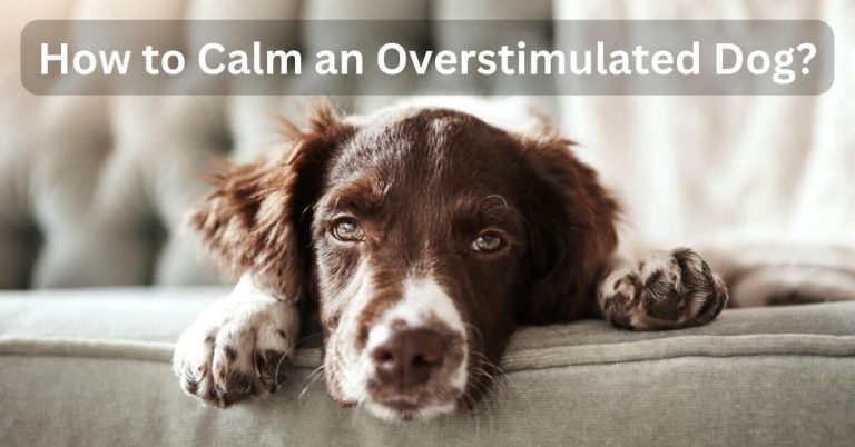 How to Calm an Overstimulated Dog