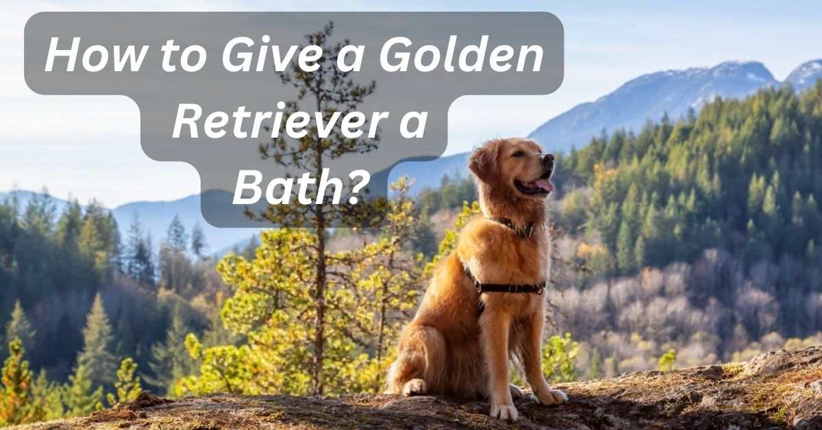 How to Give a Golden Retriever a Bath?