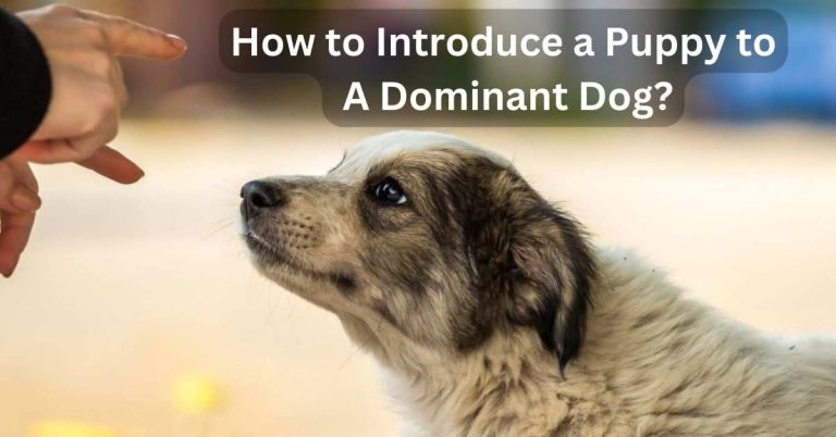 How to Introduce a Puppy to A Dominant Dog