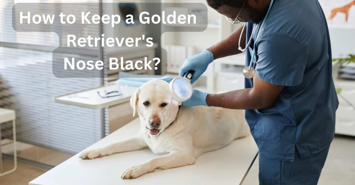 How to Keep a Golden Retriever's Nose Black