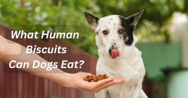 What Human Biscuits Can Dogs Eat
