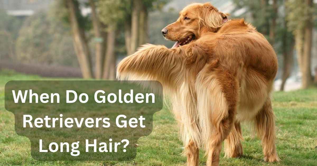 When Do Golden Retrievers Get Long Hair