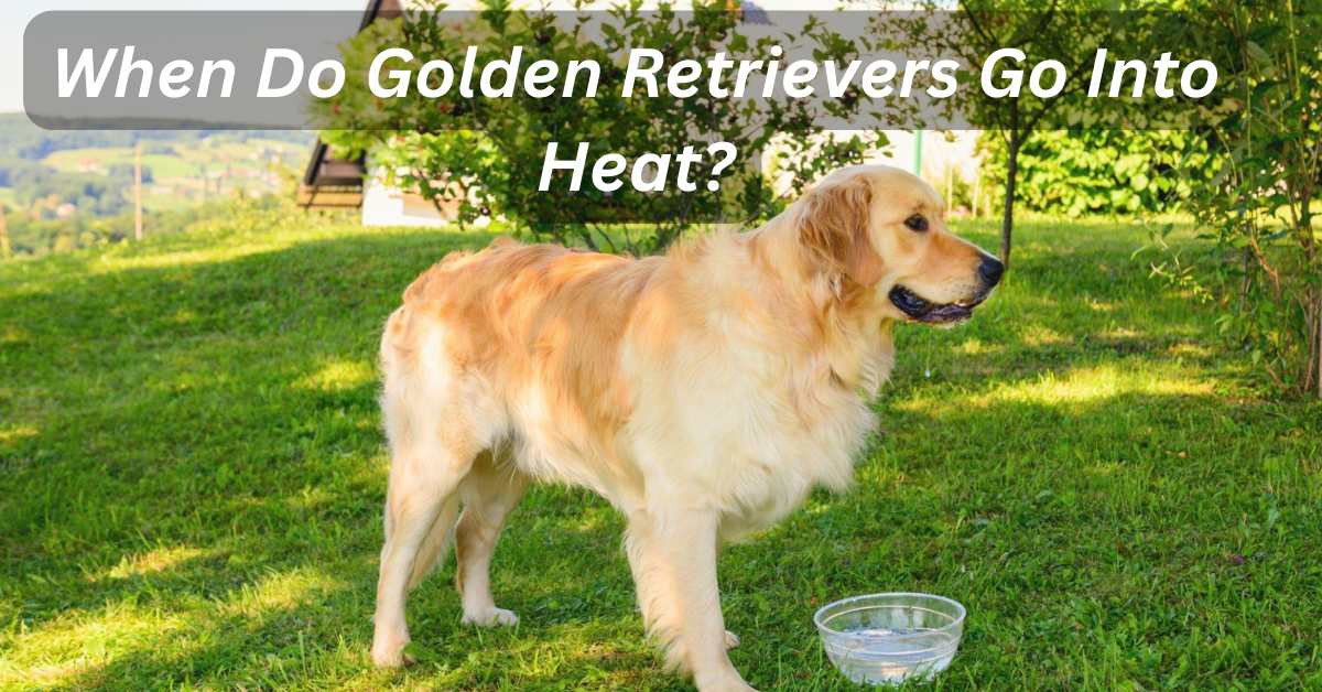 When Do Golden Retrievers Go Into Heat?