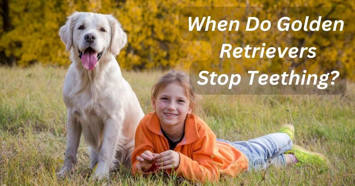 When Do Golden Retrievers Stop Teething?