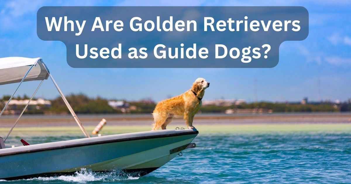 Why Are Golden Retrievers Used as Guide Dogs