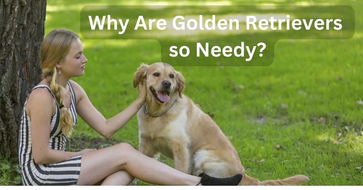Why Are Golden Retrievers so Needy