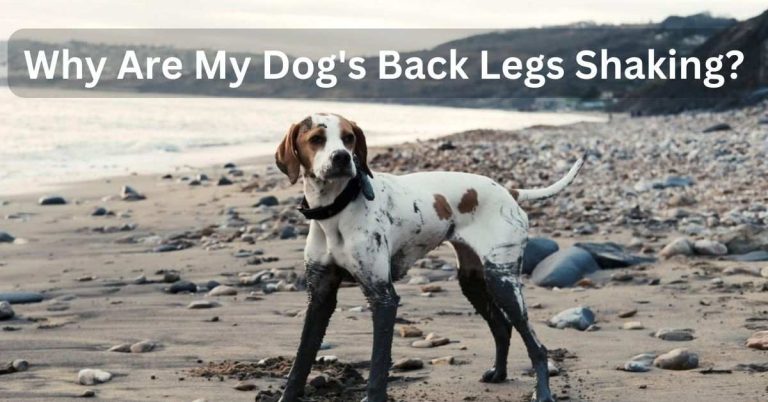 Why Are My Dog's Back Legs Shaking
