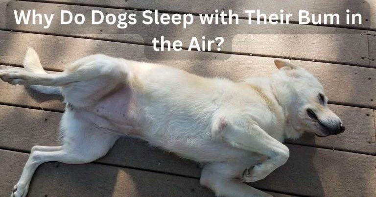 Why Do Dogs Sleep with Their Bum in the Air?