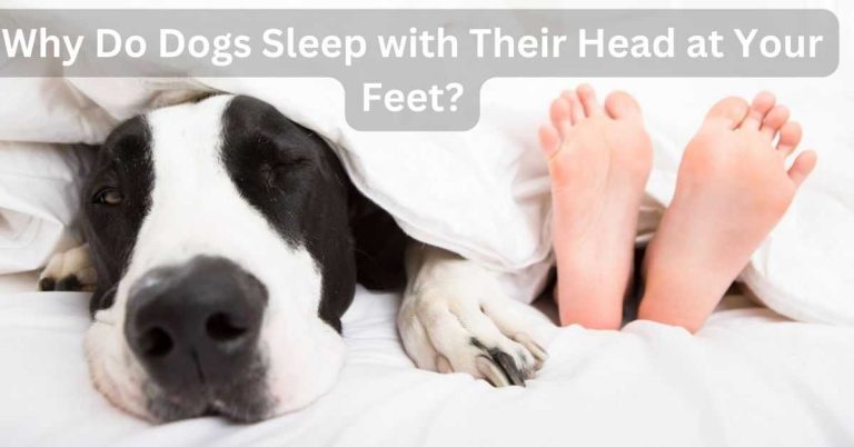 Why Do Dogs Sleep with Their Head at Your Feet