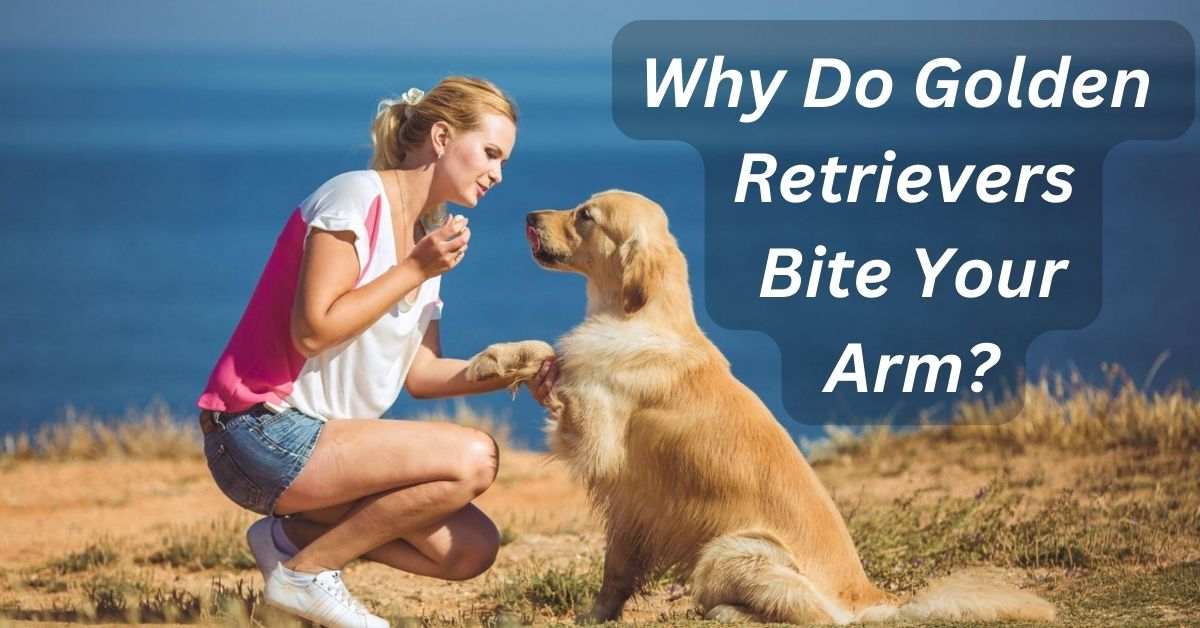 Why Do Golden Retrievers Bite Your Arm?