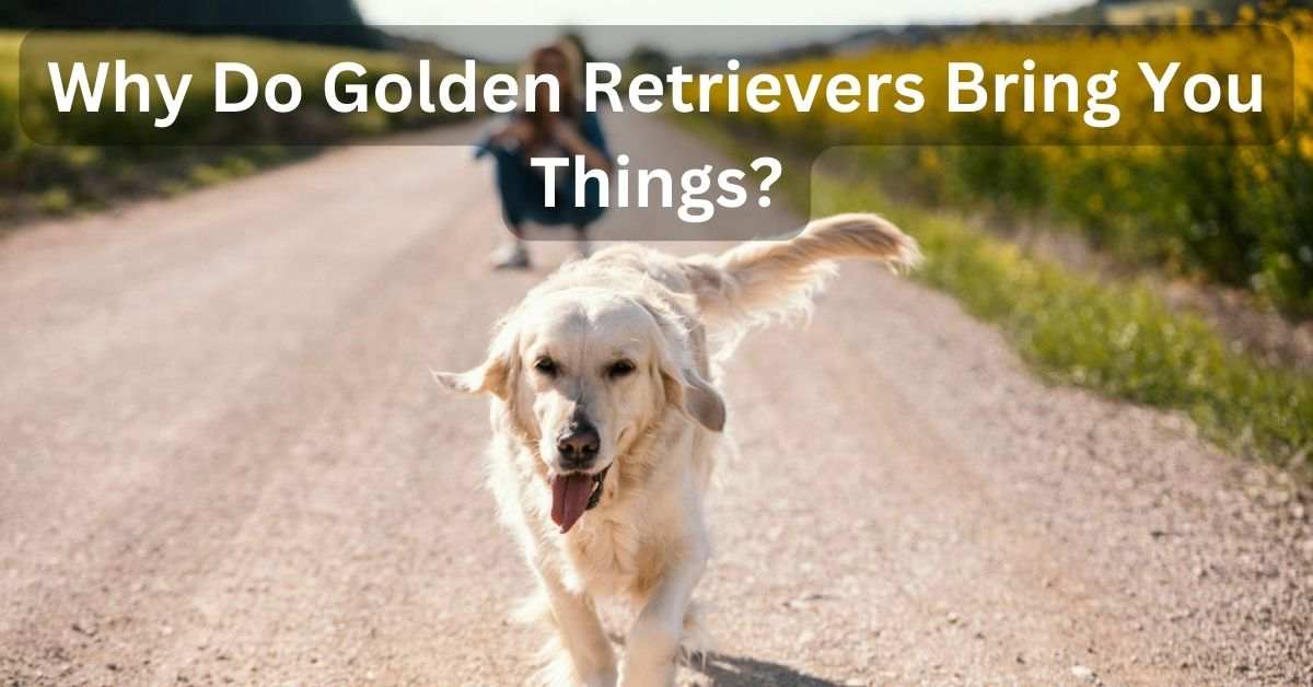 Why Do Golden Retrievers Bring You Things?