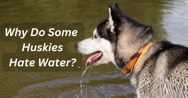 Why Do Some Huskies Hate Water
