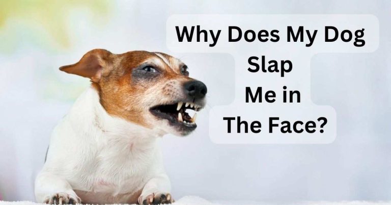 Why Does My Dog Slap Me in The Face
