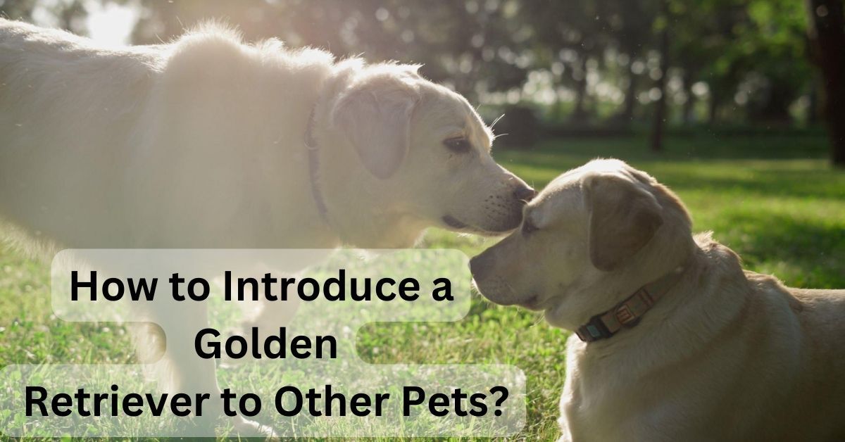 How to Introduce a Golden Retriever to Other Pets?