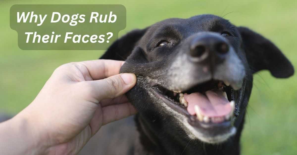 Why Dogs Rub Their Faces