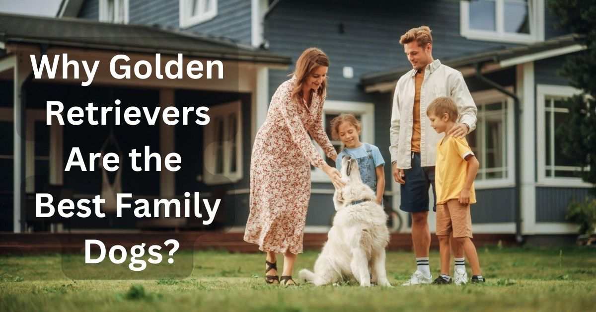Why Golden Retrievers Are the Best Family Dogs