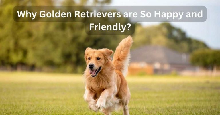 Why Golden Retrievers are So Happy and Friendly