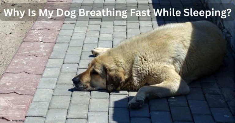 Why Is My Dog Breathing Fast While Sleeping