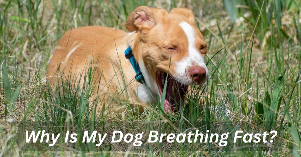 Why Is My Dog Breathing Fast?