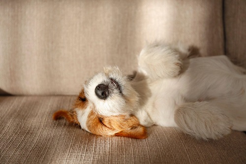 Why Do Dogs Sleep with Their Head at Your Feet?