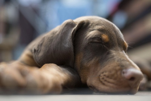 Do Dogs Protect You when You Sleep?