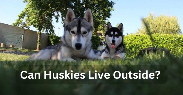 Can Huskies Live Outside?