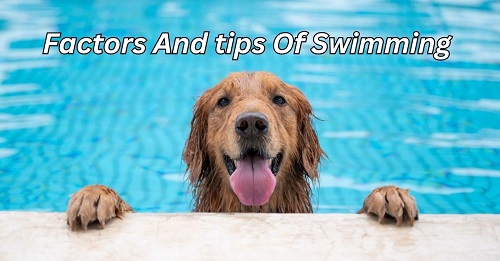 How Long Can Golden Retrievers Swim?