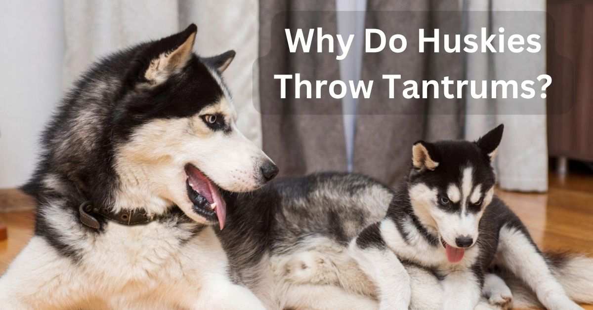 Why Do Huskies Throw Tantrums?