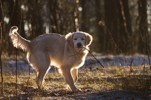 Can Golden Retrievers Have White Markings?
