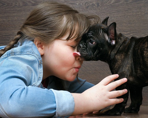 How Much to Feed a French Bulldog Puppy? 