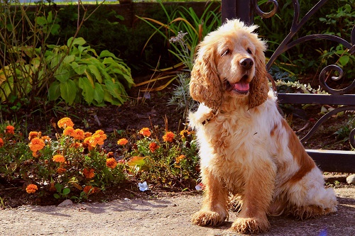 Is A Cockapoo The Right Dog For You?
