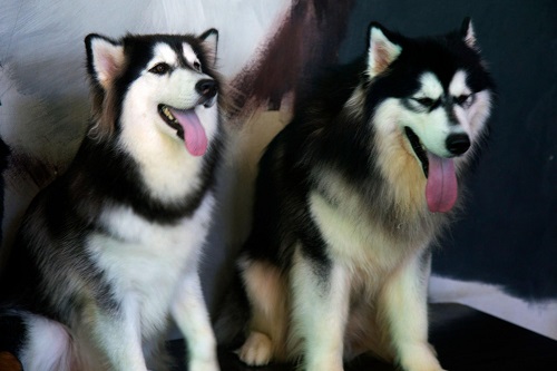 Why Is My Husky Panting So Much? 
